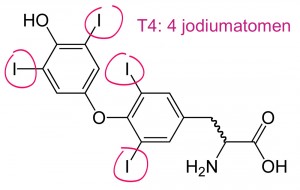 Thyroxine T4