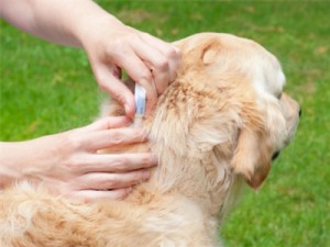 Vlooien preventie bij huisdieren
