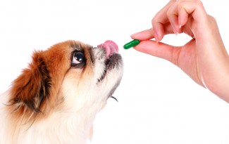 Tablet geven aan een hond