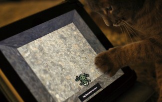 Kat spelt met iPad