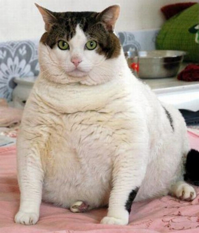 Kat met overgewicht