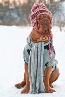 Hond op wintersport