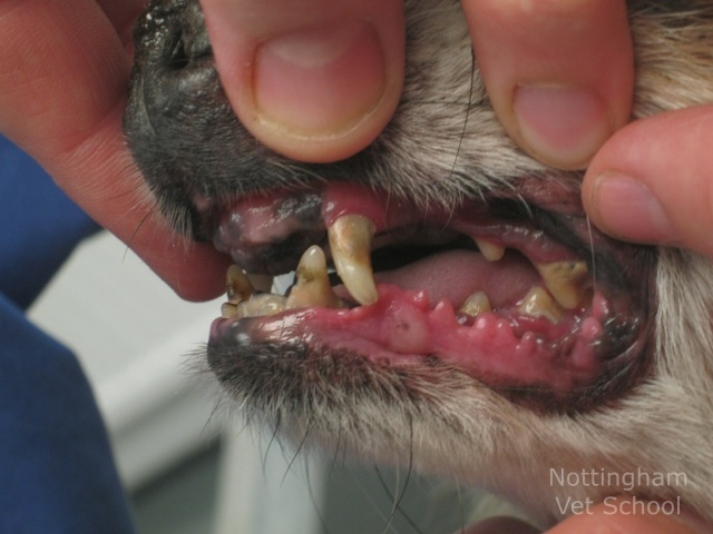 tandvlees ontsteking hond