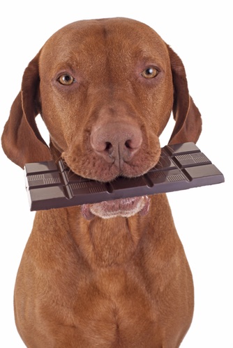chocoladevergiftiging hond