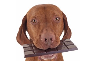 Hond eet chocola