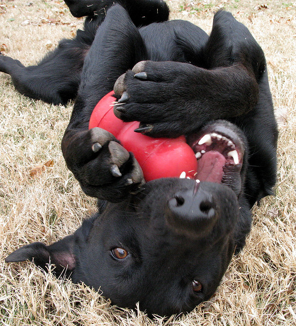 Hond met Kong speelgoed